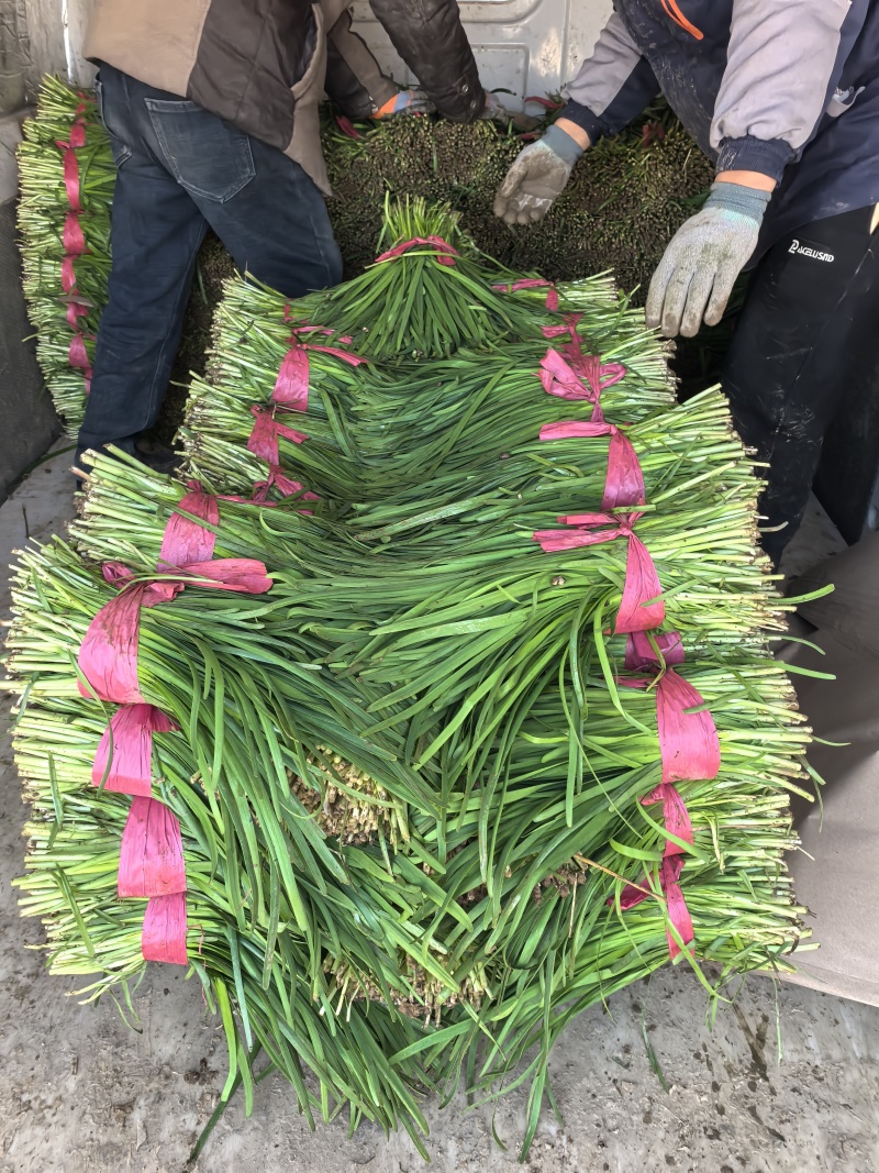 山东产地韭菜