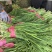 山东产地韭菜