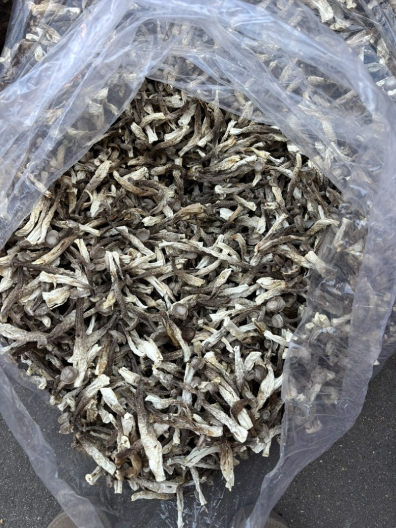 精品鹿茸菇，大量有货，产地直销，性价比高，欢迎选购