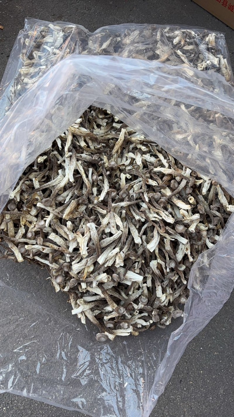 精品鹿茸菇，大量有货，产地直销，性价比高，欢迎选购