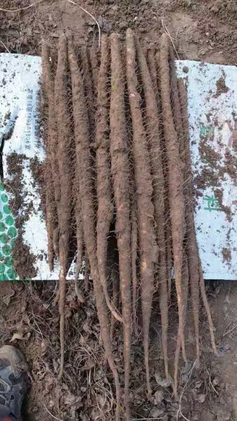 河北小白嘴麻山药白山药网兜箱货带土水洗加工代办代发