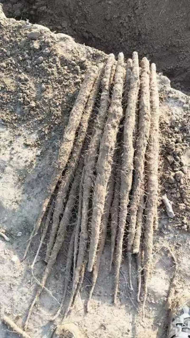河北小白嘴麻山药白山药网兜箱货带土水洗加工代办代发