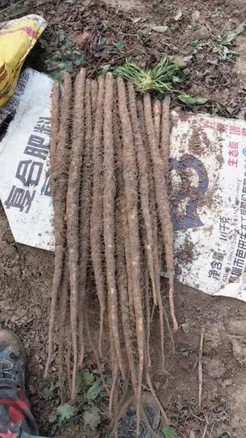 河北小白嘴麻山药白山药网兜箱货带土水洗加工代办代发