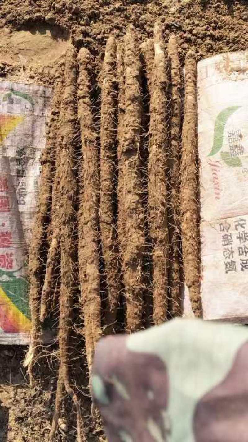 河北小白嘴麻山药白山药网兜箱货带土水洗加工代办代发