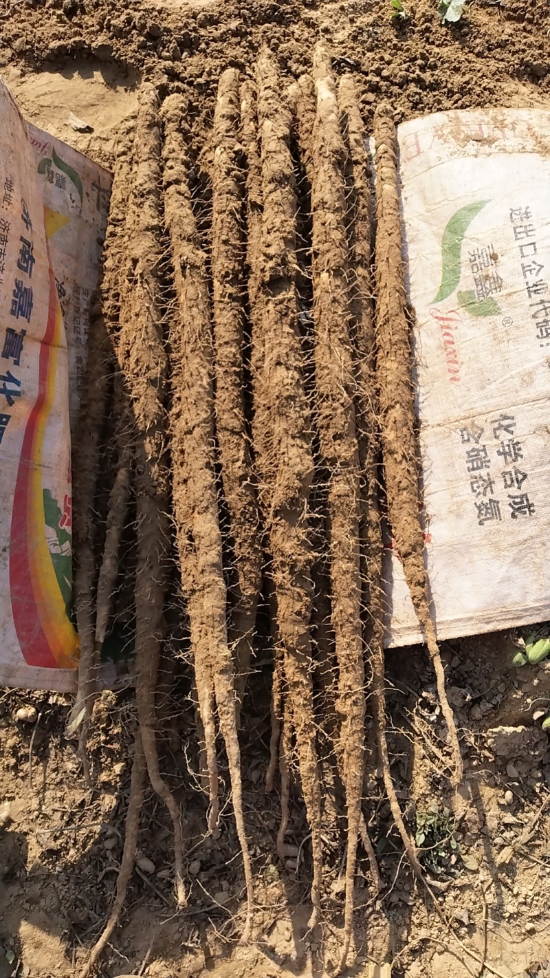河北小白嘴麻山药白山药网兜箱货带土水洗加工代办代发
