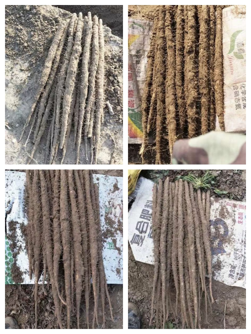 河北小白嘴麻山药白山药网兜箱货带土水洗加工代办代发