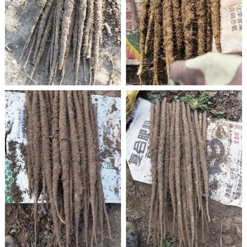 河北小白嘴麻山药白山药网兜箱货带土水洗加工代办代发