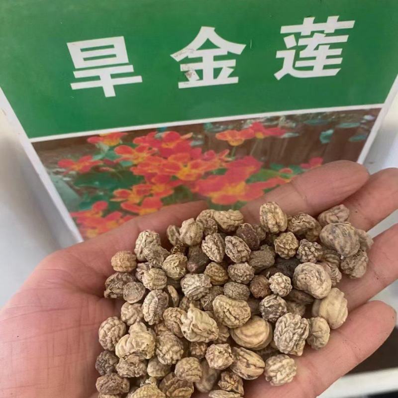 旱金莲种子厂家货源批发价格全国发货价格便宜欢迎下单咨询