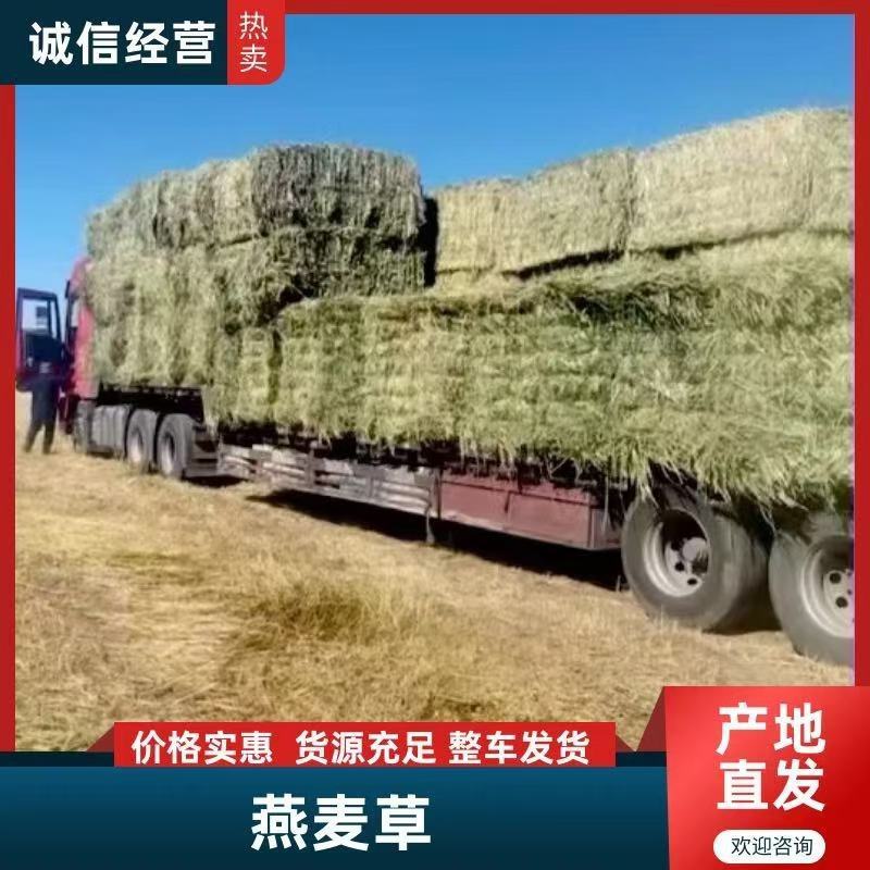 燕麦草6、7分绿干净无杂质，欢迎来电咨询选购。