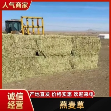 甘肃山丹马场燕麦草，欢迎新老客户来电咨询选购！