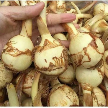 精品茨菇，产地直发，价格美丽！