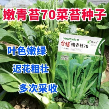 嫩青苔70菜苔种子迟熟口感清香甜脆苔杆嫩绿庭院蔬菜种子