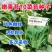 嫩青苔70菜苔种子迟熟口感清香甜脆苔杆嫩绿庭院蔬菜种子