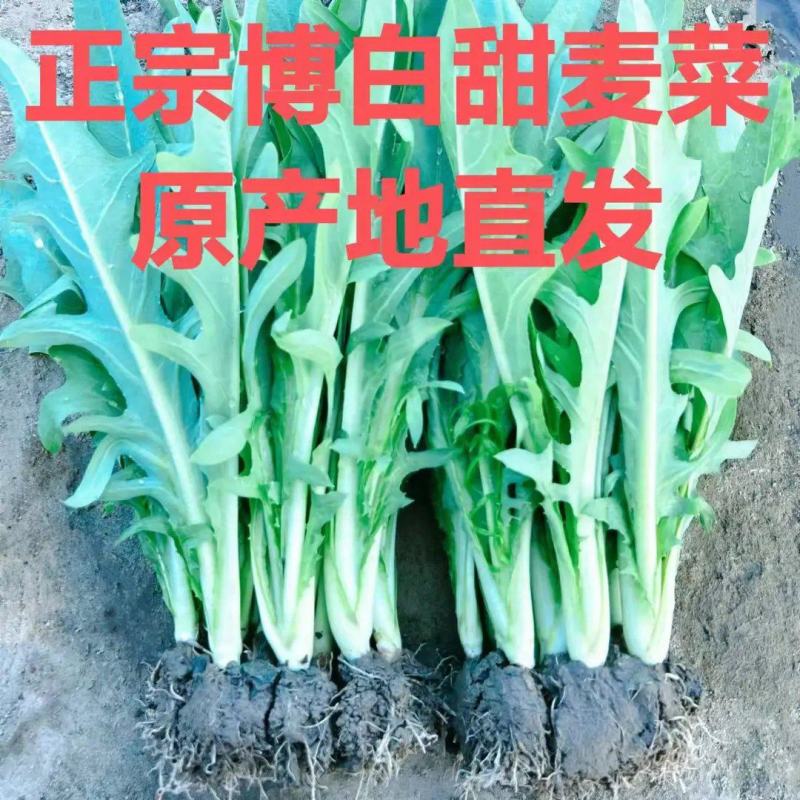 正宗博白甜麦菜种苗营养土杯苗新鲜带泥发出口感甜脆