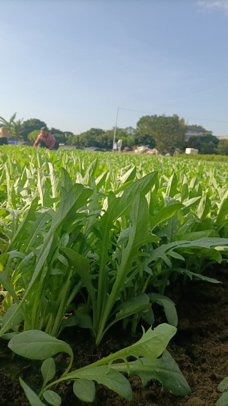正宗博白甜麦菜种苗营养土杯苗新鲜带泥发出口感甜脆