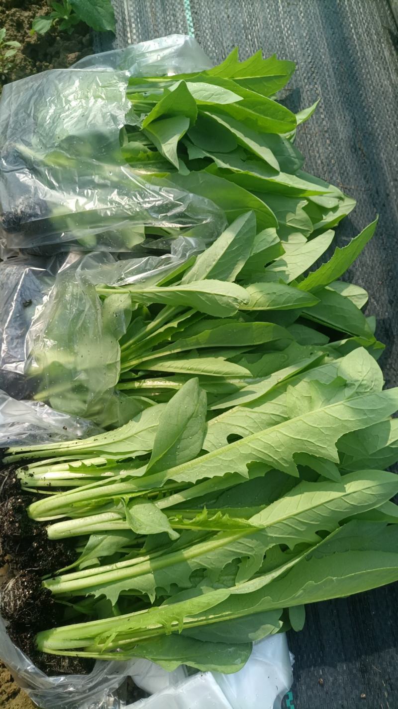 正宗博白甜麦菜种苗营养土杯苗新鲜带泥发出口感甜脆