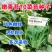 嫩青苔70菜苔种子迟熟口感清香甜脆苔杆嫩绿庭院蔬菜种子