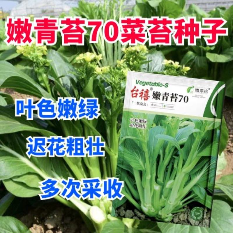 嫩青苔70菜苔种子迟熟口感清香甜脆苔杆嫩绿庭院蔬菜种子