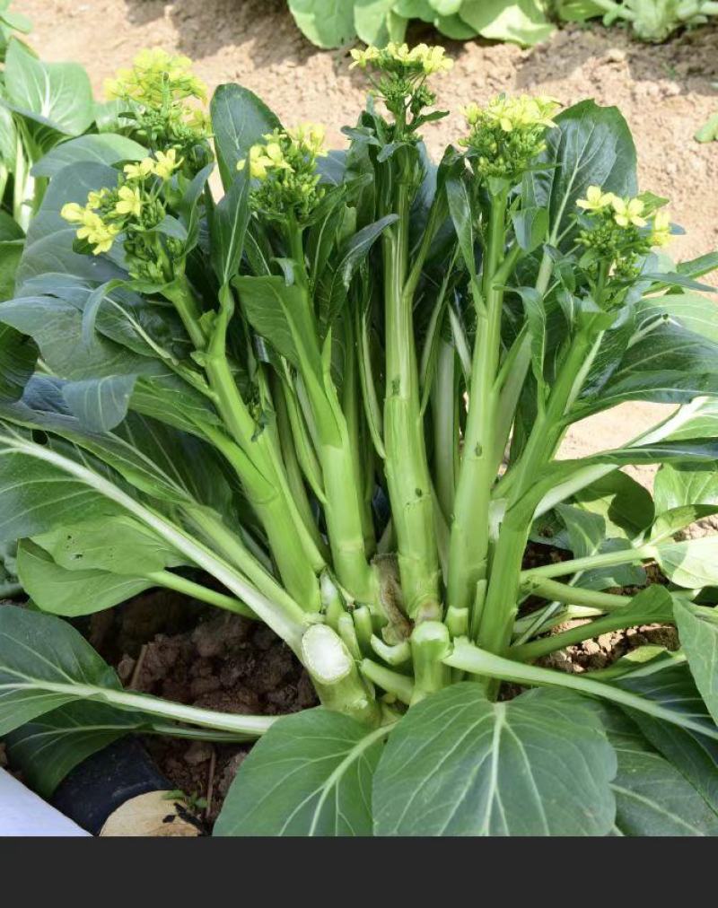 嫩青苔70菜苔种子迟熟口感清香甜脆苔杆嫩绿庭院蔬菜种子