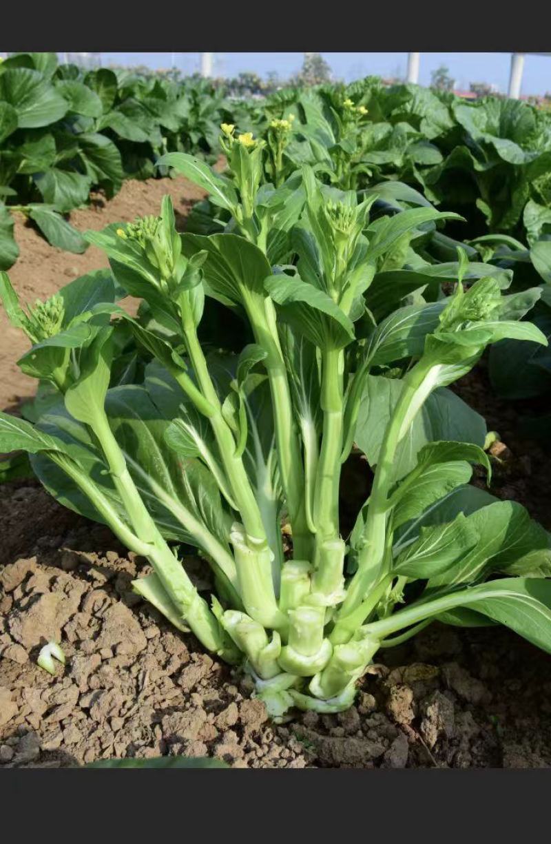 嫩青苔70菜苔种子迟熟口感清香甜脆苔杆嫩绿庭院蔬菜种子