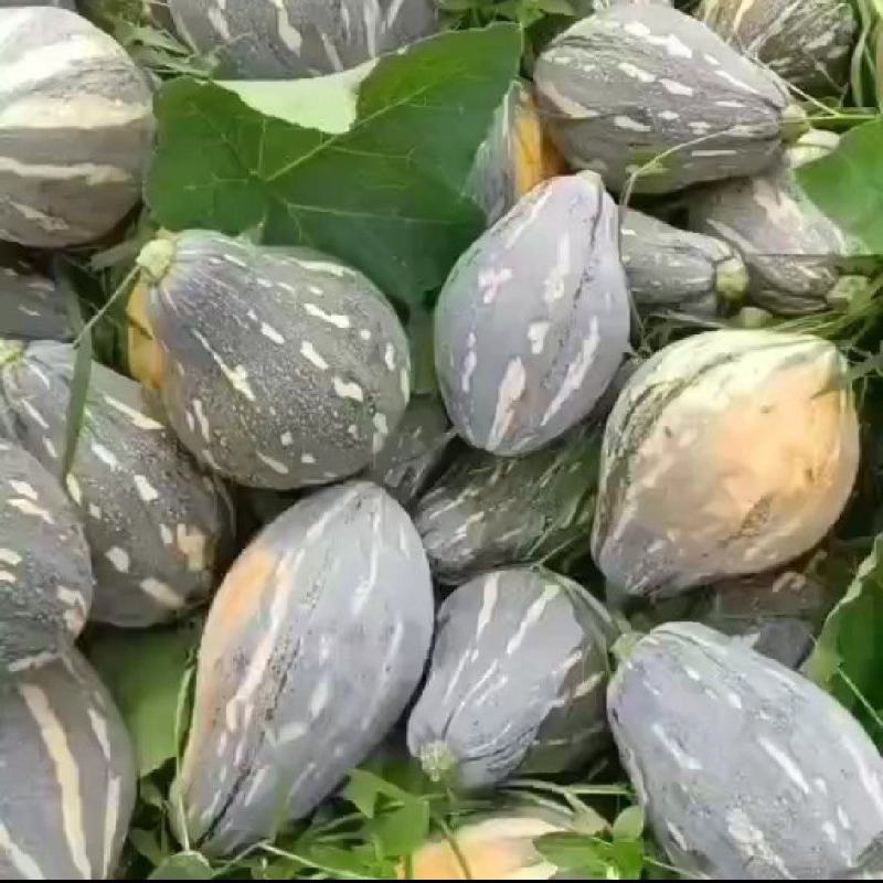 精品香芋南瓜，大量上市，香味十足！欢迎新老客户定购！