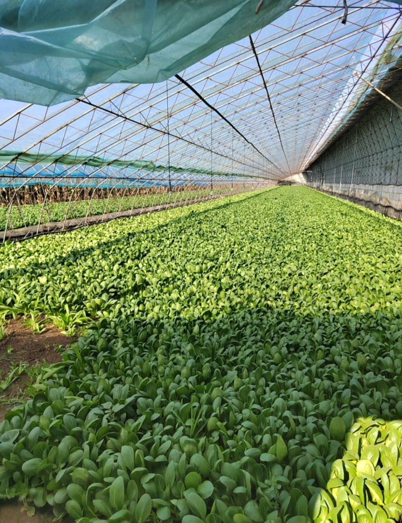 辽宁油菜/上海青/唐菜产地直发可视频看货/量大从优