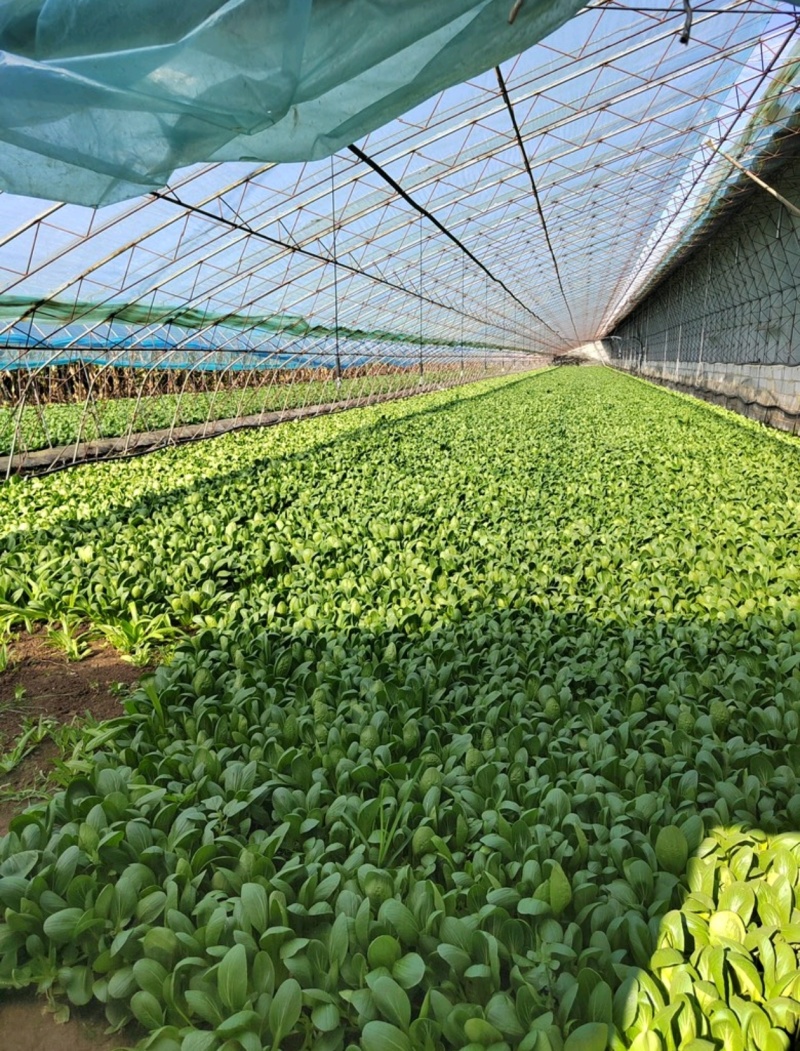 辽宁油菜/上海青/唐菜产地直发可视频看货/量大从优