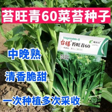 苔旺青60青菜苔种子中晚熟口感甜脆苔杆翠绿多次采摘
