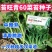 苔旺青60青菜苔种子中晚熟口感甜脆苔杆翠绿多次采摘