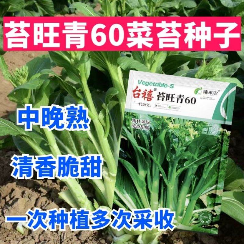 苔旺青60青菜苔种子中晚熟口感甜脆苔杆翠绿多次采摘