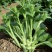 苔旺青60青菜苔种子中晚熟口感甜脆苔杆翠绿多次采摘