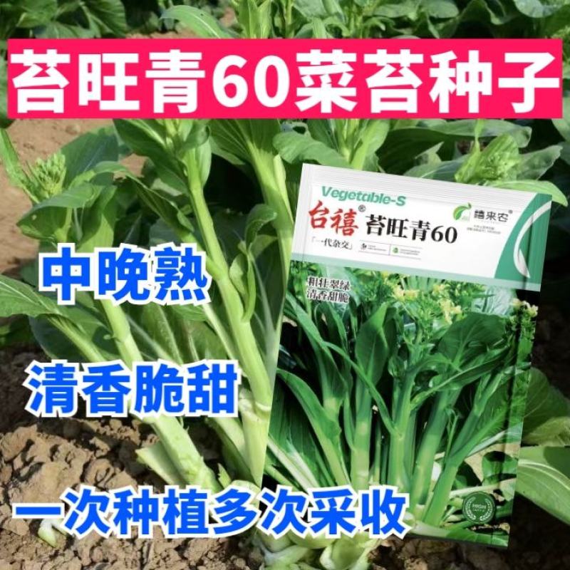 苔旺青60青菜苔种子中晚熟口感甜脆苔杆翠绿多次采摘