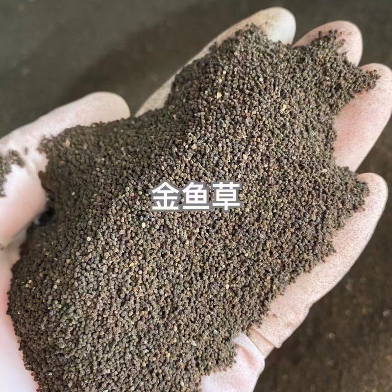 金鱼草种子厂家货源批发价格全国发货价格便宜欢迎下单咨询