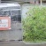 金鱼草种子厂家货源批发价格全国发货价格便宜欢迎下单咨询