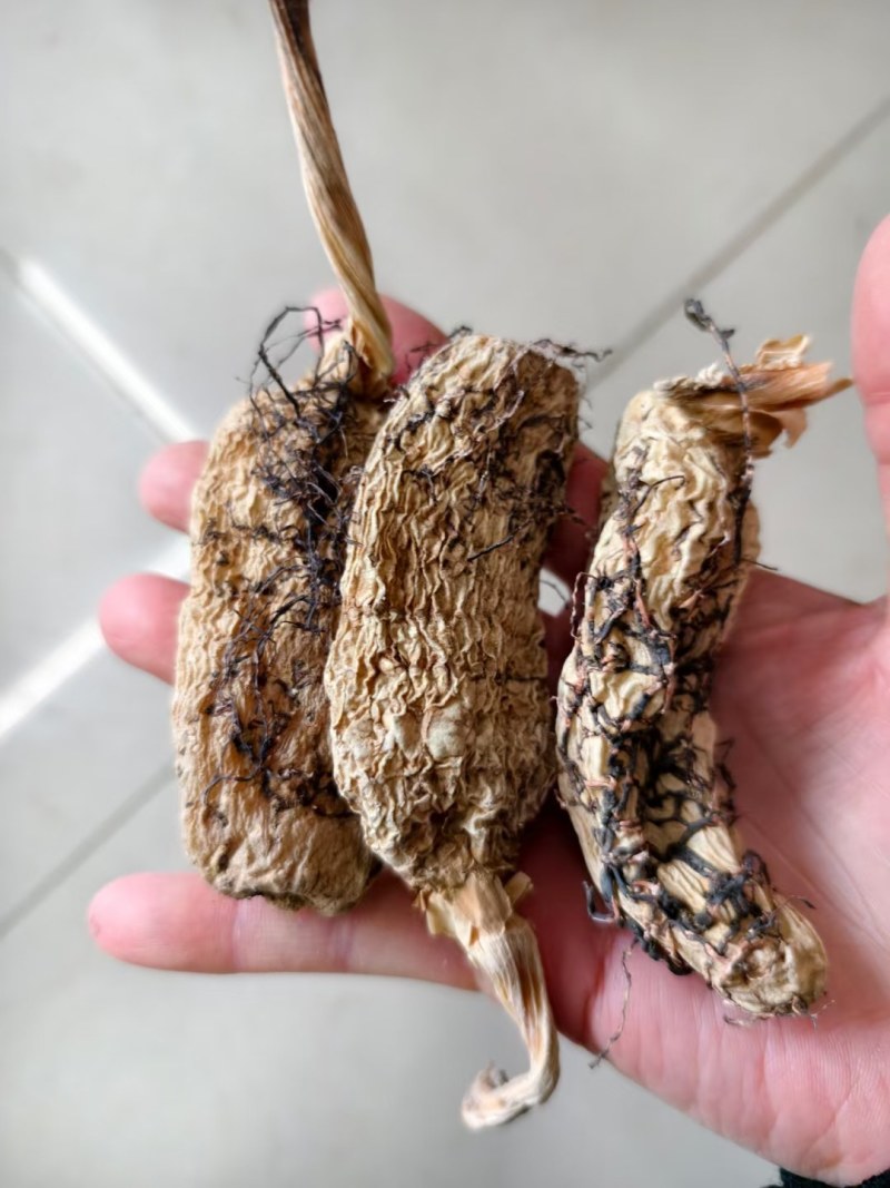藏天麻野生天麻藏区采挖500g包邮批发高海拔无硫