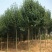 大叶女贞树苗南北方行道园林绿化工程四季常青女贞苗耐寒当年