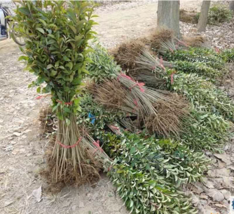 大叶女贞树苗南北方行道园林绿化工程四季常青女贞苗耐寒当年