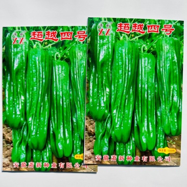 萧新超越四号辣椒种子早熟长灯笼形薄皮椒种子中辣果色亮绿产