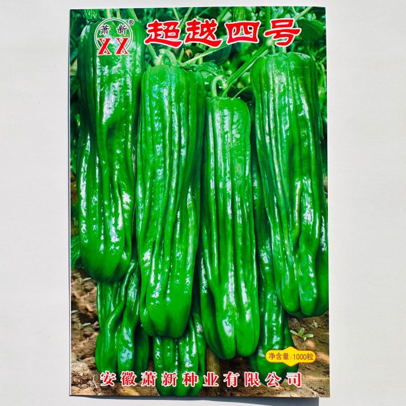 萧新超越四号辣椒种子早熟长灯笼形薄皮椒种子中辣果色亮绿产