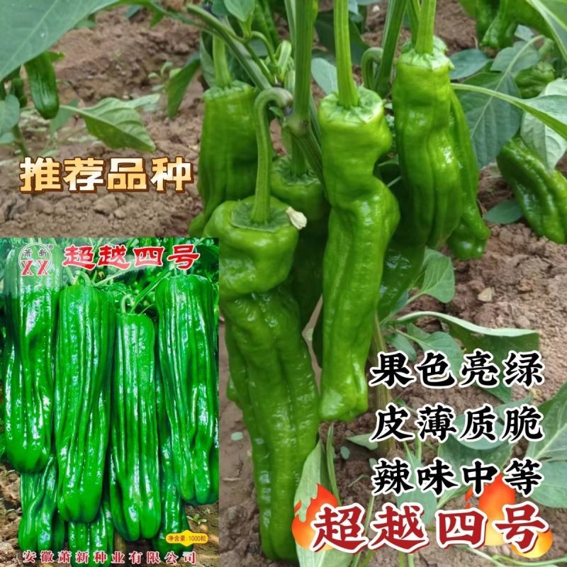 萧新超越四号辣椒种子早熟长灯笼形薄皮椒种子中辣果色亮绿产