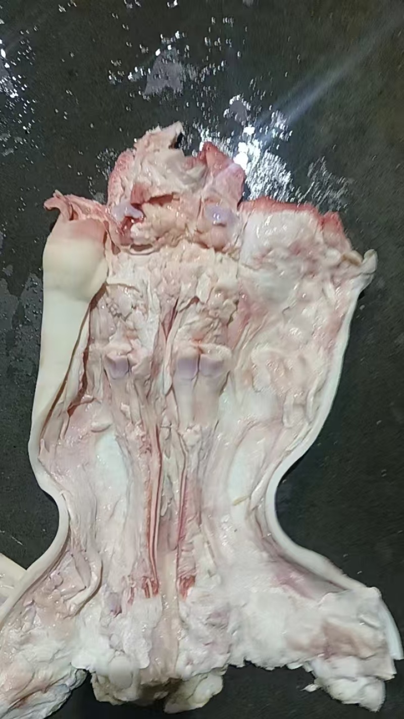 全去骨牛蹄筋