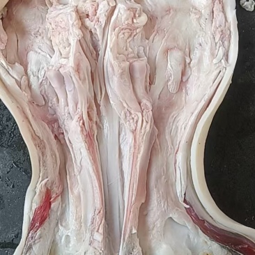 全去骨牛蹄筋
