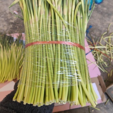 精品红帽蒜苔电商货市场货蒜薹蒜心价格低质量好