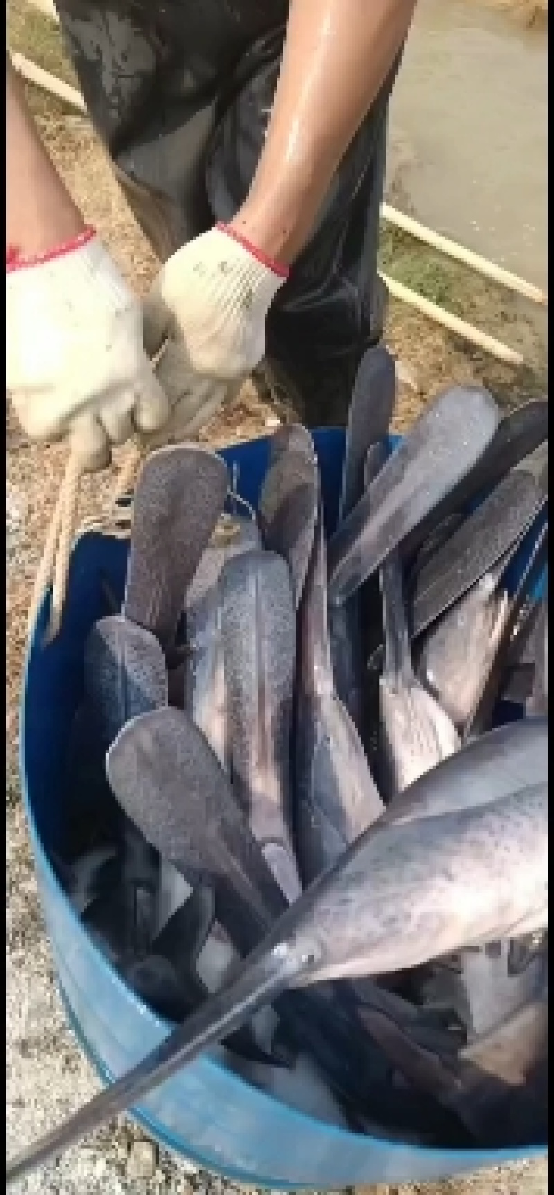 鸭嘴鱼