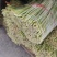 精品红帽蒜苔电商货市场货蒜薹蒜心价格低质量好