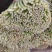 精品红帽蒜苔电商货市场货蒜薹蒜心价格低质量好