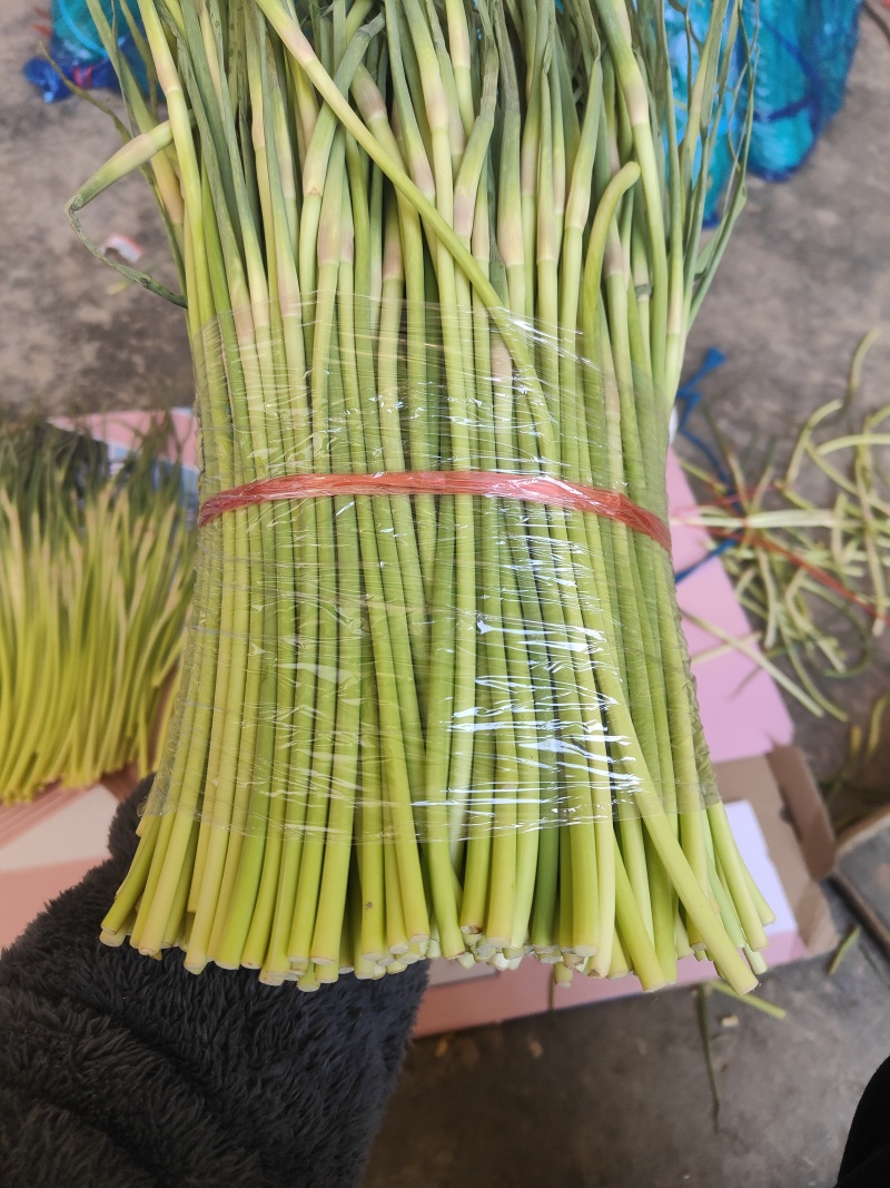 精品红帽蒜苔电商货市场货蒜薹蒜心价格低质量好