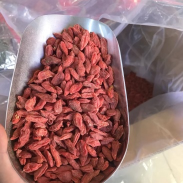 枸杞优质好货规格齐全一手货源价格便宜