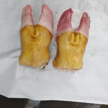 火烧牛掌
