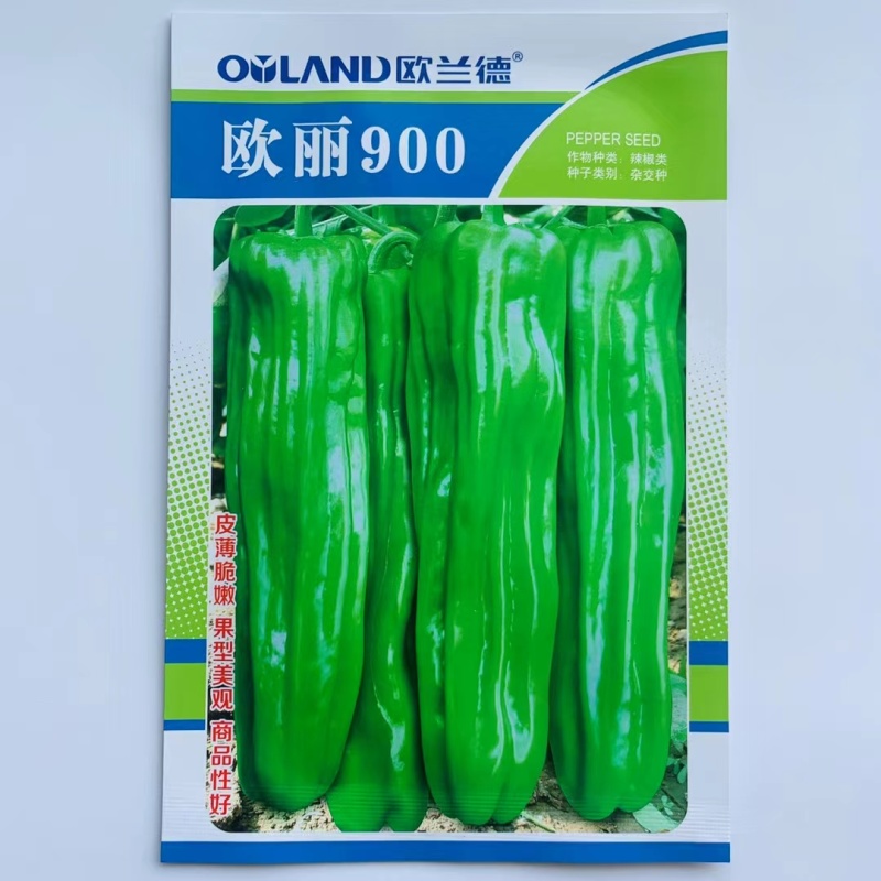 欧丽900辣椒种子大果薄皮泡椒实果长灯笼形嫩绿色口感好辣